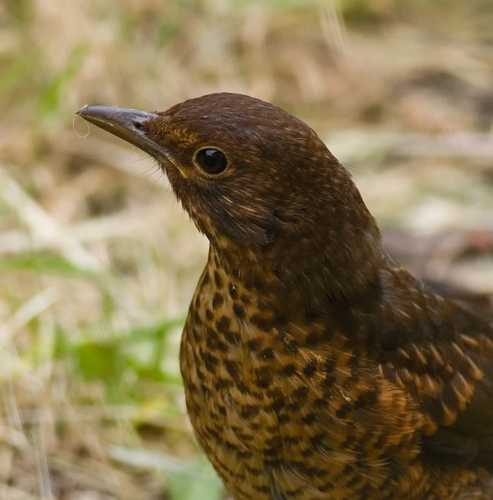 Blackbird2