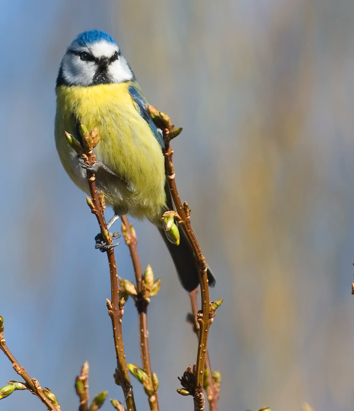BlueTit