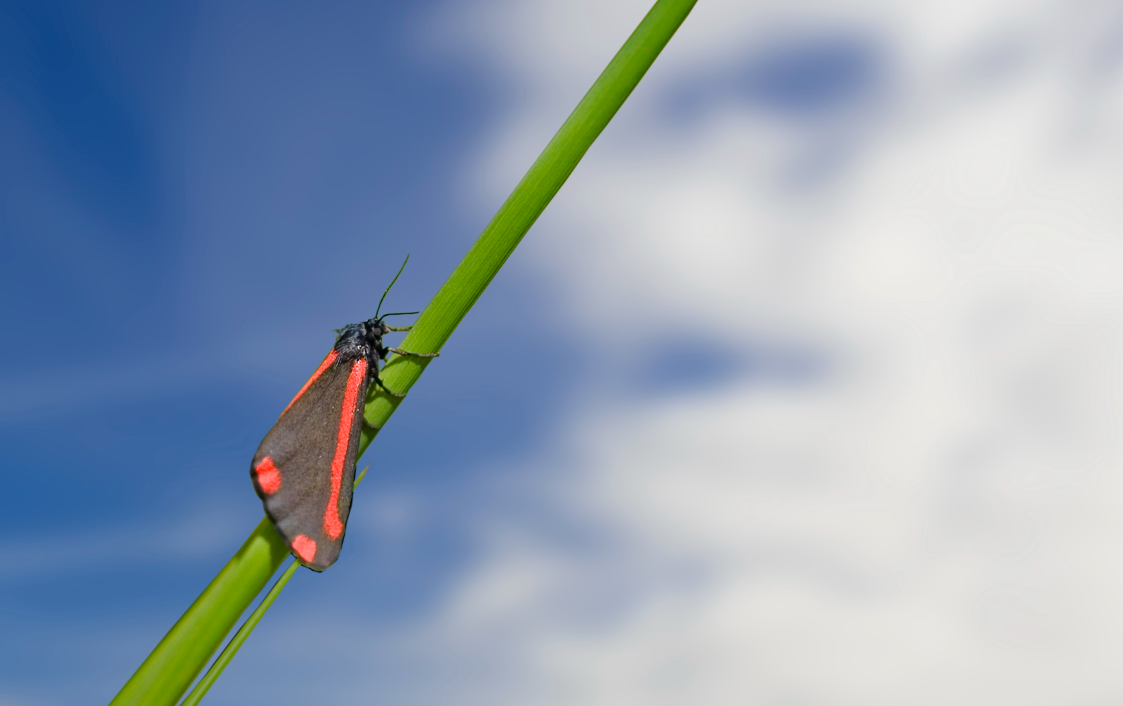 Moth