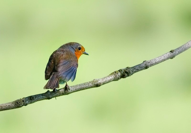 Robin