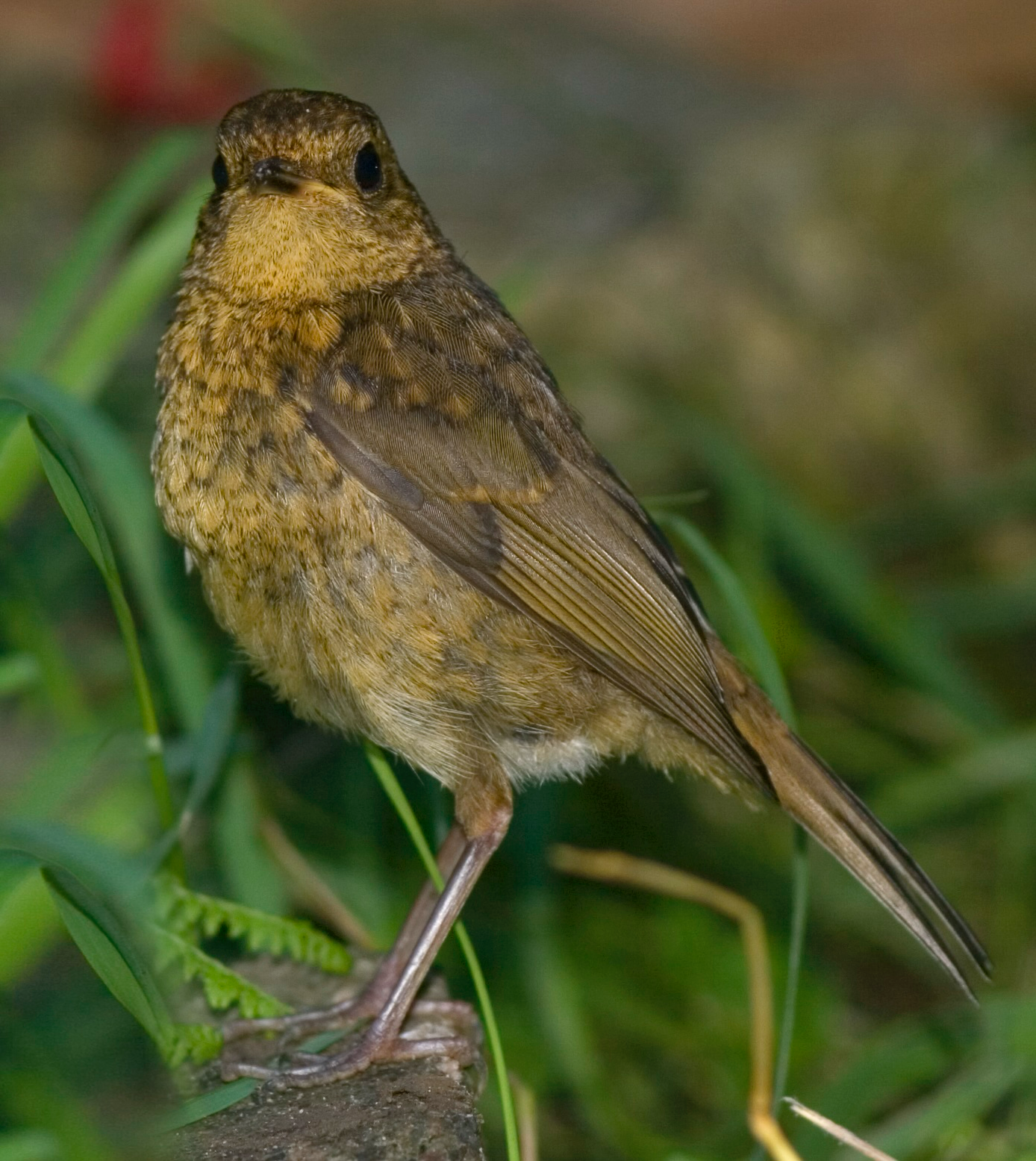 Robin2